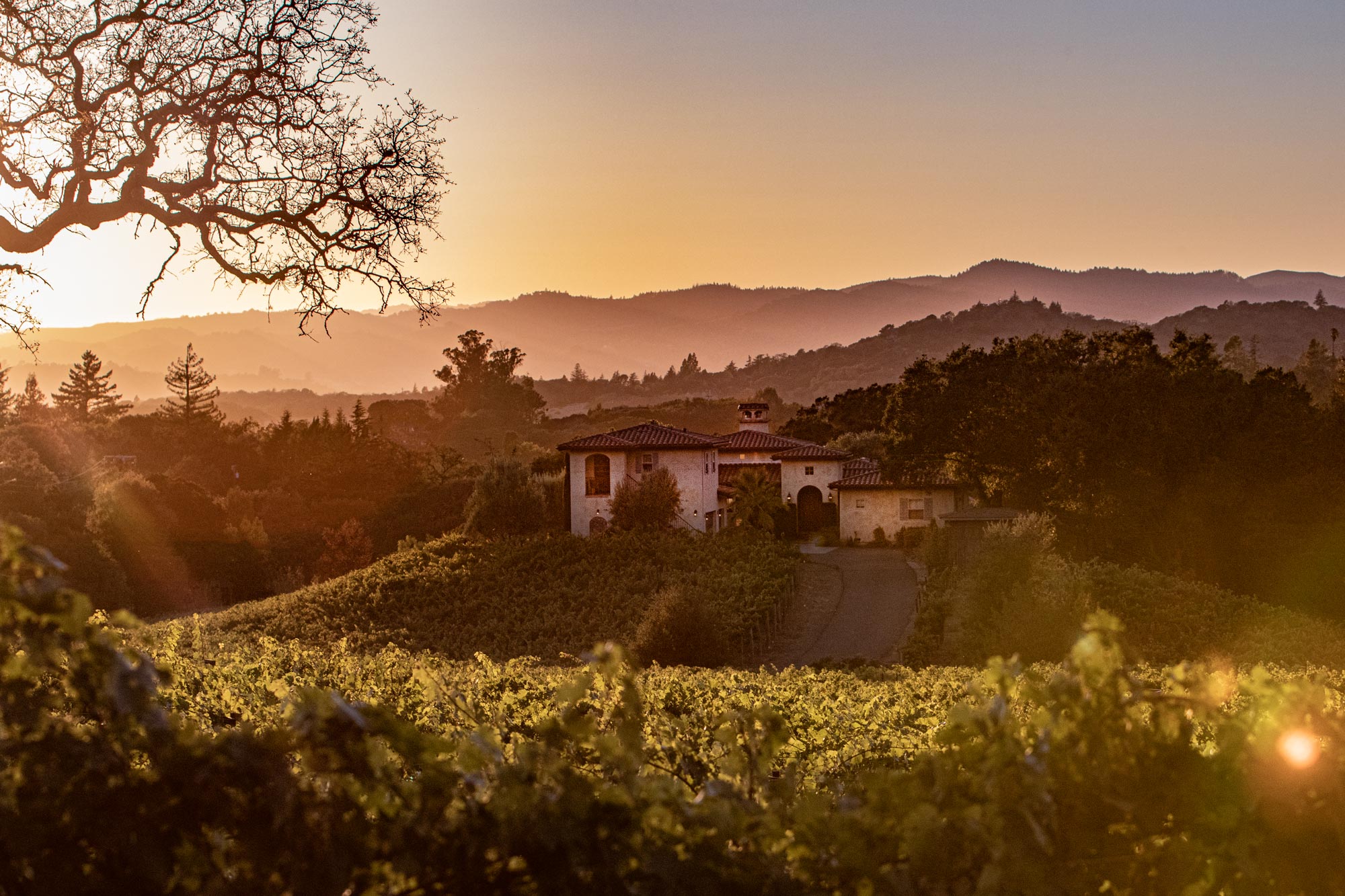 Alluvium Estate Vineyard