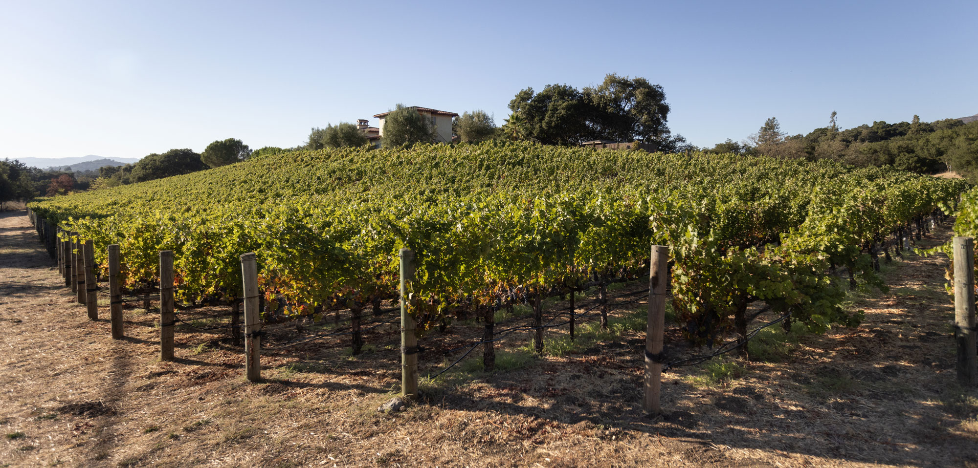 Alluvium Estate Landscape