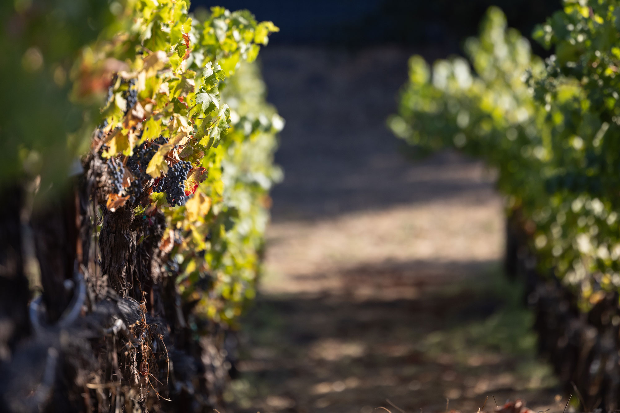 Alluvium Estate Landscape